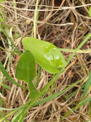 Campanula rapunculus