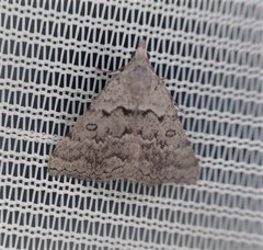 Dichromodes indicataria