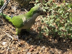 Myiopsitta monachus