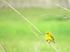 Anomalospiza imberbis