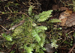 Cyathophorum bulbosum