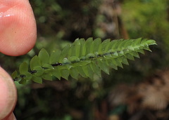 Cyathophorum bulbosum