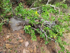 Pachypodium saundersii