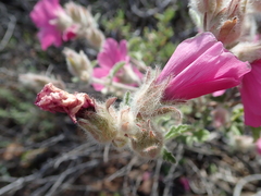 Anisodontea anomala