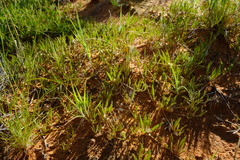 Dicoma capensis image