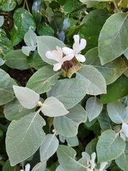 Barleria albostellata