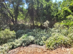 Barleria albostellata