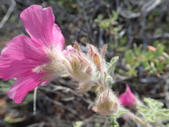 Anisodontea anomala