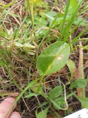 Arisarum simorrhinum