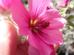 Anisodontea anomala