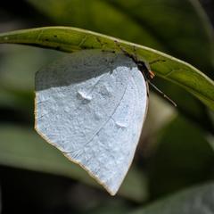 Curetis acuta paracuta