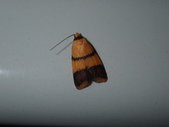 Heteroteucha translatella