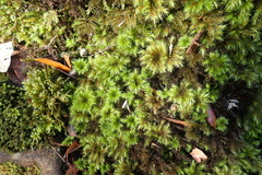 Mniodendron comosum
