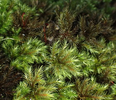Mniodendron comosum