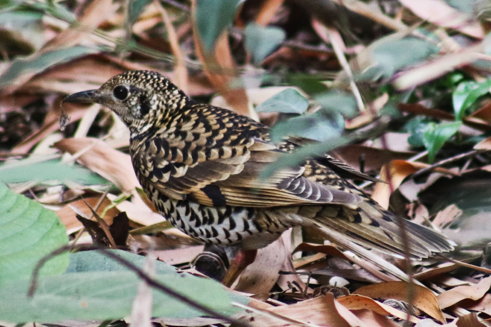 Scaly Thrush