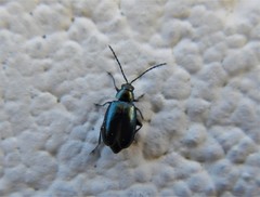 Phyllotreta cruciferae