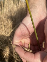 Leptysma marginicollis