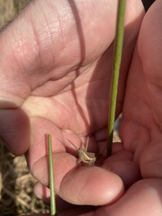 Leptysma marginicollis