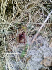 Chiloglottis reflexa