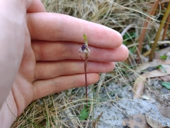 Chiloglottis reflexa