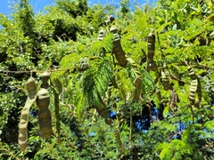 Senegalia schweinfurthii