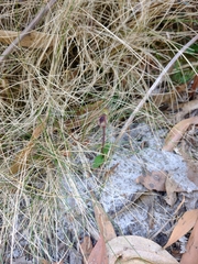 Chiloglottis reflexa