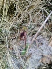 Chiloglottis reflexa