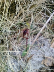Chiloglottis reflexa