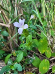 Barleria saxatilis