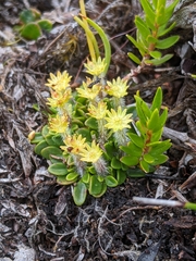 Actinotus suffocatus