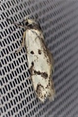 Palimmeces leucomitra