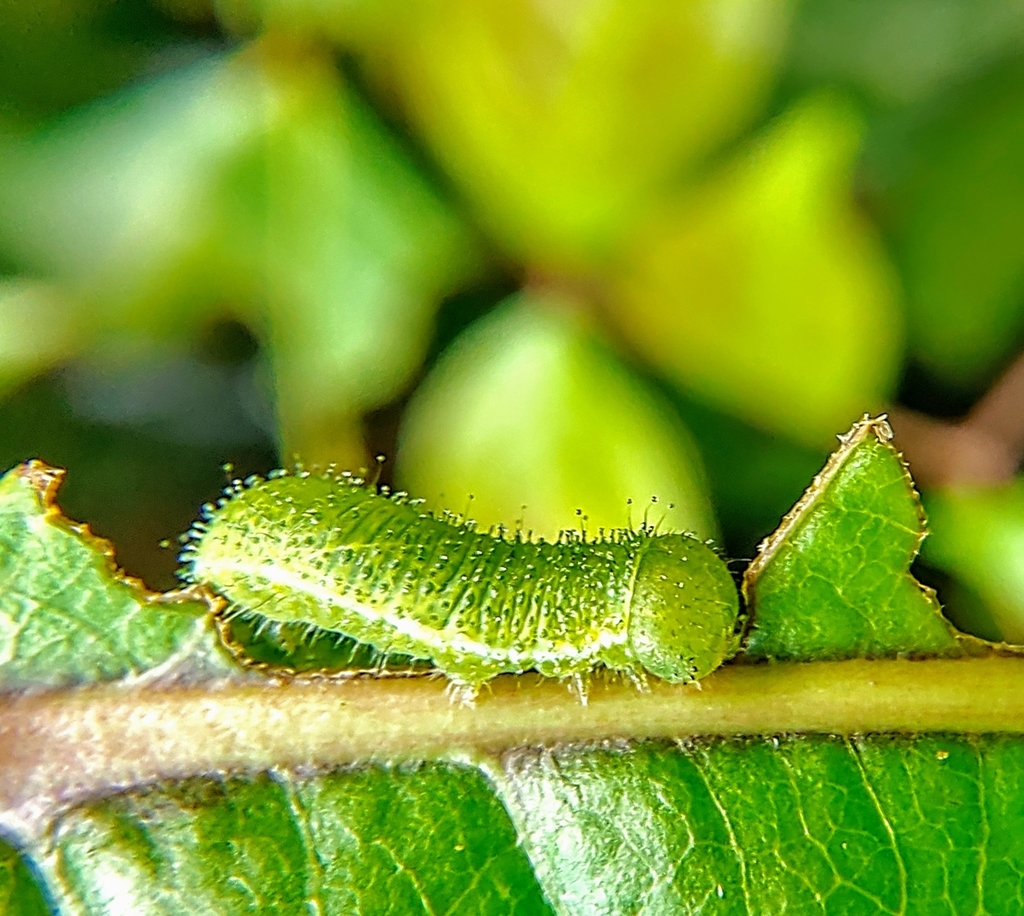 Common Grass Yellow