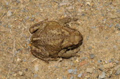 Bufo