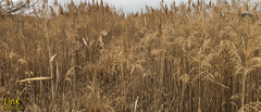 Phragmites australis