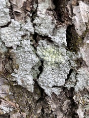Pertusaria paratuberculifera