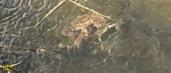Bufo sachalinensis