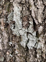 Pertusaria paratuberculifera