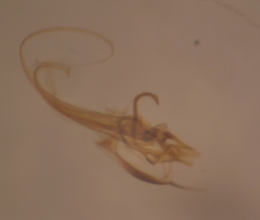 Ceratophyllus gallinae