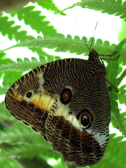 Dasyophthalma rusina