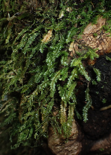Plagiochila baileyana
