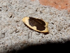 Pseudoblabes oophora