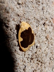 Pseudoblabes oophora