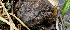 Bufo sachalinensis