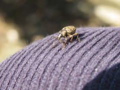 Otiorhynchus singularis