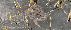 Bufo sachalinensis