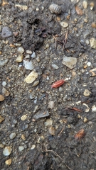 Androniscus dentiger