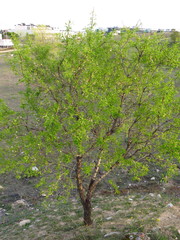 Prunus amygdalus