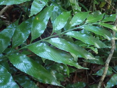 Asplenium gemmiferum