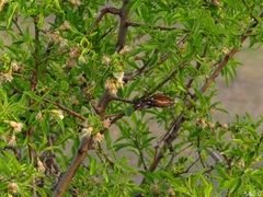 Prunus amygdalus
