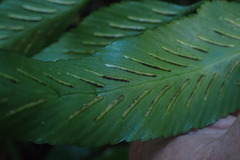 Asplenium gemmiferum